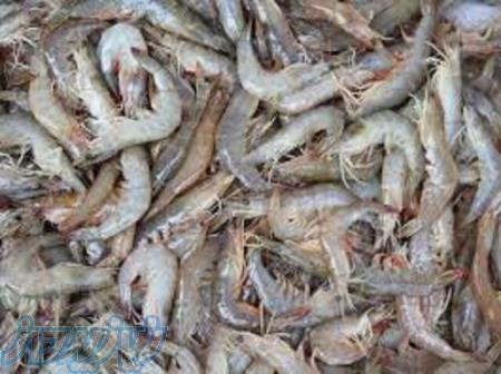 آموزش پرورش میگو جامع و کامل