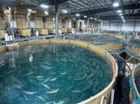 آموزش پرورش ماهی در سیستم مداربسته
