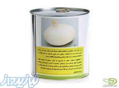 بذر پیاز مینروا 