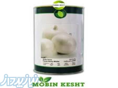 بذر پیاز سفید ماهور 