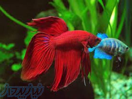 آموزش پرورش ماهی زینتی