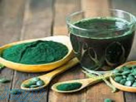 آموزش پرورش جلبک جامع و کامل