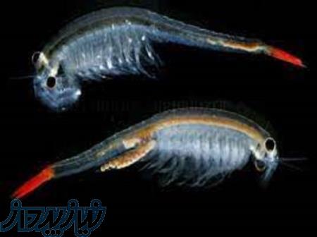 آموزش پرورش روتیفر