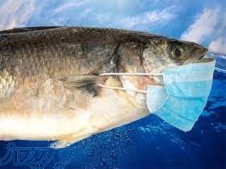 آموزش پرورش بهداشت و بیماری آبزیان به صورت کاملا تخصصی