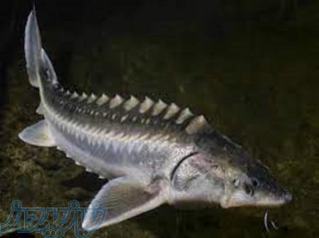 آموزش پرورش ماهی خاویاری