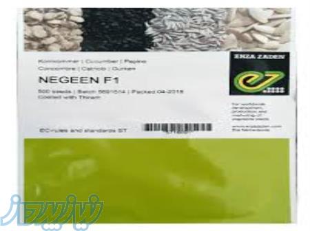 بذر خیار گلخانه ای نگین 