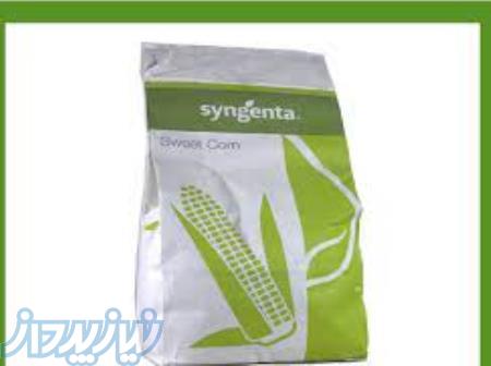 بذر ذرت شیرین تارگت 