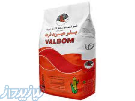 بذر ذرت علوفه ای والبوم 