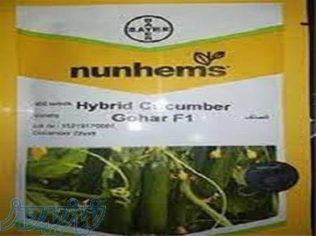 بذر خیار گلخانه ای گوهر 