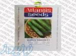 بذر خیار سوپر گرین آتلانتیس 