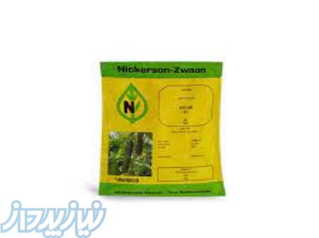 بذر خیار نیکرسون 485 