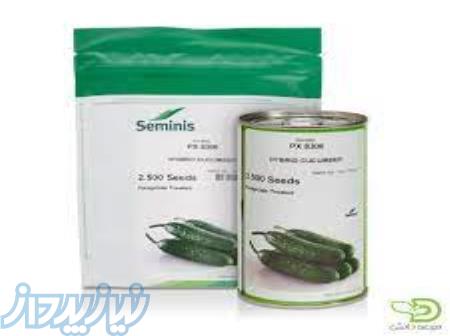 بذر خیار پی ایکس 8306 
