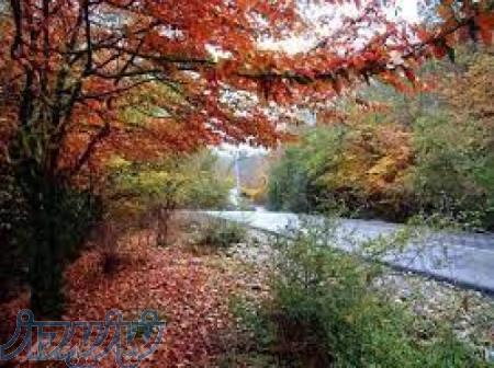 تور یکروزه جنگل الیمستان آمل 