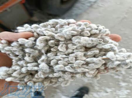 خرید وفروش پنبه تخم پنبه محلوج 