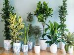 آموزش پرورش گیاهان آپارتمانی