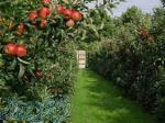 سمینار احداث باغات میوه جامع و کامل