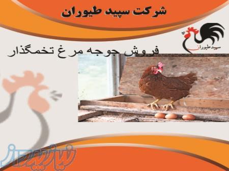 فروش مرغ تخمگذار محلی قیمت مناسب - طیور 