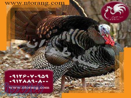 فروش جوجه بوقلمون برنز با قیمت مناسب - طیور 