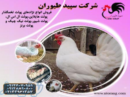 فروش پولت تخم گذار و ال اس ال - طیور 