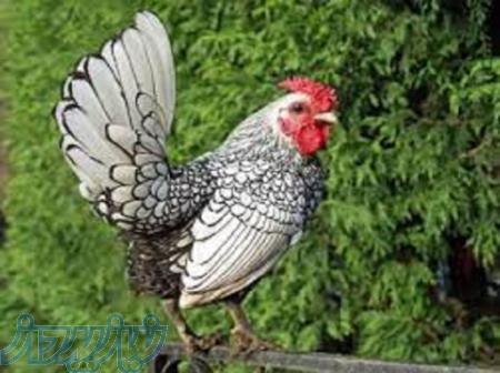 آموزش پرورش مرغ زینتی به صورت جامع و کامل