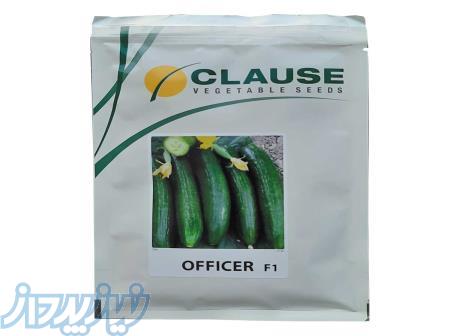 فروش بذر خیار افیسر 