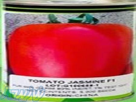 فروش بذر گوجه فرنگی جاسمین 