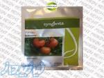 بذر گوجه گلخانه ای باروسور سینجنتا 