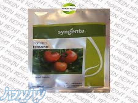 بذر گوجه باروسور سینجنتا 