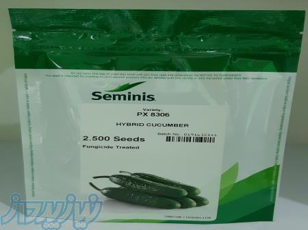 بذر خیار 8306 