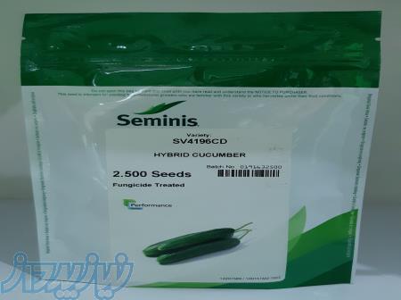 بذر خیار 4196 