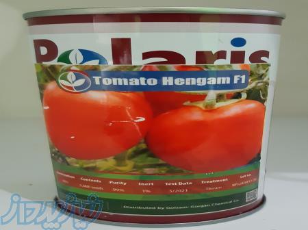 بذر گوجه پلاریس هنگام 