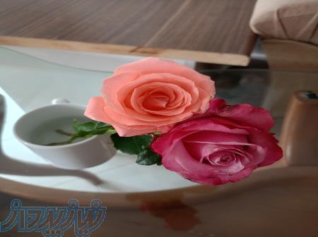 با وکلای خبره ما  در سراسر کشور  همراه باشید 