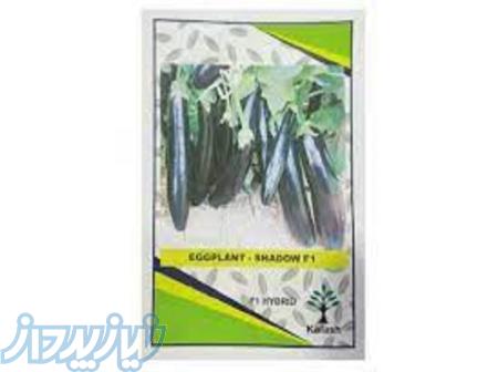 بذر بادمجان قلمی شادو کلش 