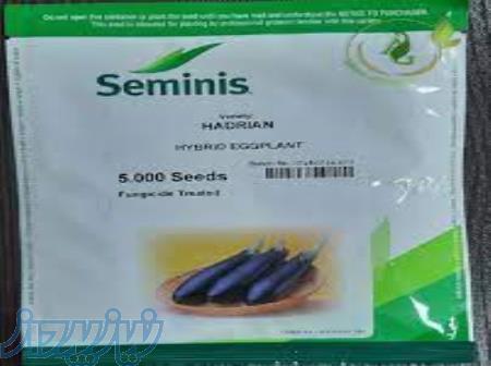 بذربادمجان گلخانه ای هادرین 