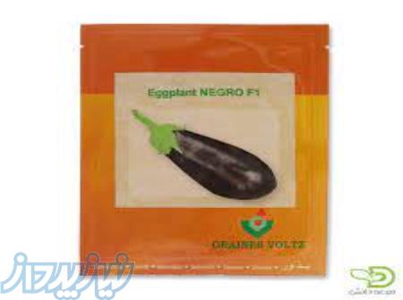 بذر بادمجان نگرو 