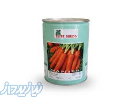 بذر هویج نانتس 