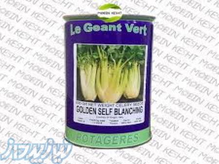 بذر کرفس هیبرید گرین کینگ تاکی 