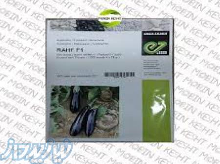 بذر بادمجان راف 