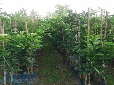 فروش انواع نهال مرکبات 