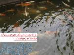 فروش عمده ماهی کوی باله بلندوپوست چرم مرکز پرورش ماهی کوی کشور  با قیمت استثنایی