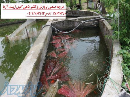 فروش انواع ماهی های کوی در سایزهای مختلف مولد مرکز پرورش ماهی کوی کشور