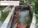 فروش انواع ماهی های کوی در سایزهای مختلف مولد مرکز پرورش ماهی کوی کشور