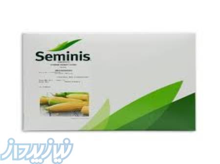 بذر ذرت شیرین مسنجر سمینیس 