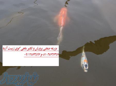 مرکز فروش عمده کوی باله بلند و پوست چرمی در رنگهای مختلف - فقط عمده