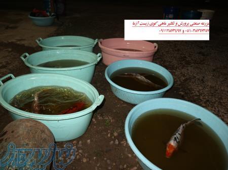 فروش ویژه انواع ماهی کوی صادراتی در ایران