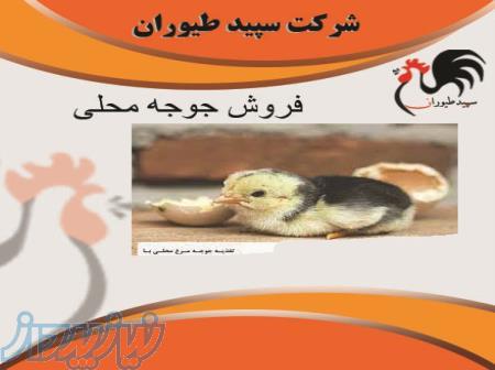 جوجه یکروزه محلی ، فروش جوجه یک روزه محلی - طیور 