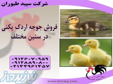قیمت جوجه اردک به قیمت روز ، طیور - طیور 