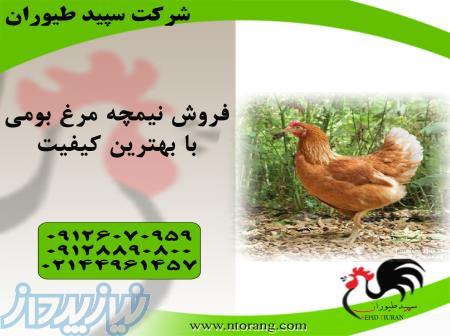 نیمچه مرغ محلی ، فروش نیمچه مرغ محلی - طیور - طیور 