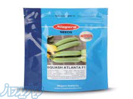 بذر کدو آتلانتا نیاگارا 