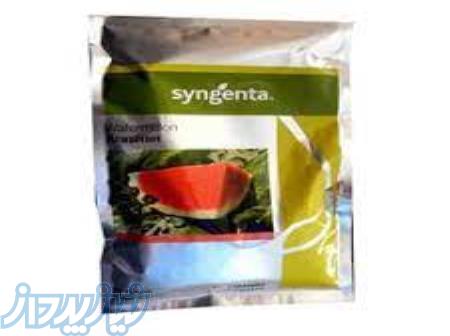 بذر هندوانه آراشان سینجنتا 